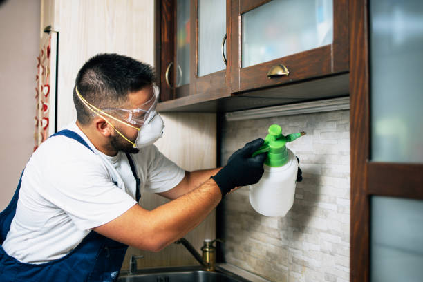 Wasp Removal Services in Anderson, MO