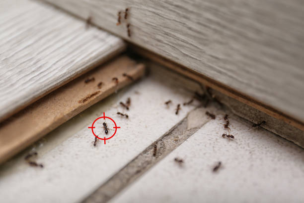 Best Affordable Pest Control Services  in Anderson, MO