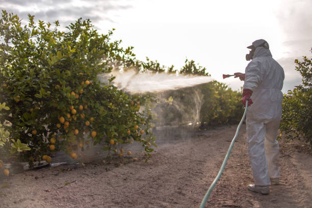 Best Termite Control Services  in Anderson, MO